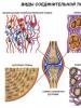 Веретеновидные клетки мышечной ткани