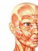 Симптомы и лечение заболеваний лицевого нерва