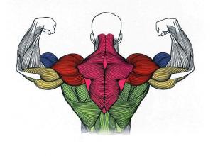 Анатомия и строение мышц спины Анатомия человека мышцы спины и их функции