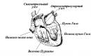 Properties of the heart muscle Properties of the heart muscle