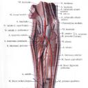 Ulnar artery, a.  ulnaris.  Branches of the ulnar artery.  Great medical encyclopedia Educational video of the anatomy of the branches of the radial and ulnar arteries of the forearm