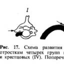 Ανατομία: Humerus Vertebral foramen στα λατινικά