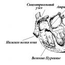 Properties of the heart muscle Properties of the heart muscle