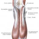Anterior and posterior muscle groups of the lower leg
