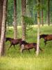Донская порода лошадей: описание и фото