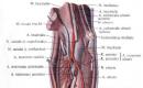 Arteria ulnare, a.  ulnaris.  Degët e arteries ulnare.  Enciklopedi e madhe mjekësore Video edukative e anatomisë së degëve të arterieve radiale dhe ulnare të parakrahut